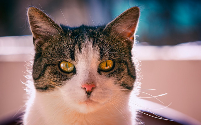 Black cat yellow eyes animal free wallpaper for desktop - medium preview image