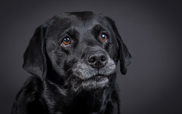 Black dog sad look serious free wallpaper for desktop - medium preview image