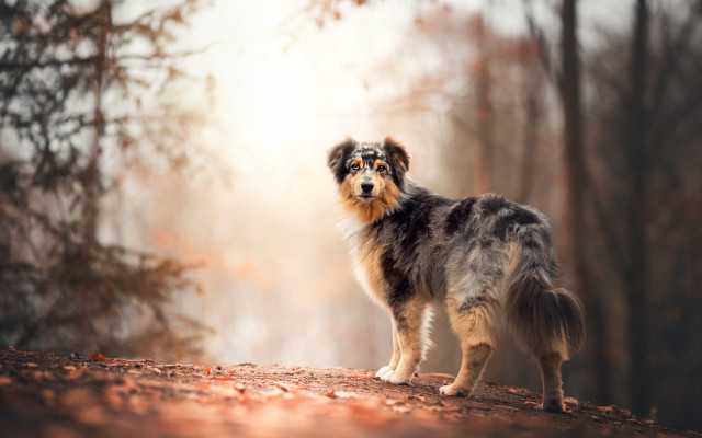 Dog woods autumn sunset photorealistic free wallpaper for desktop - medium preview image
