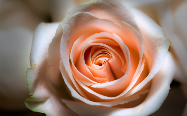 Pink rose white petals green free wallpaper for desktop - medium preview image