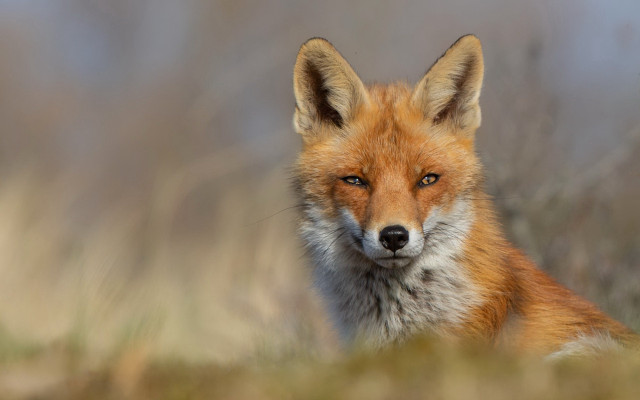 Red fox field blurry focus free wallpaper for desktop - medium preview image