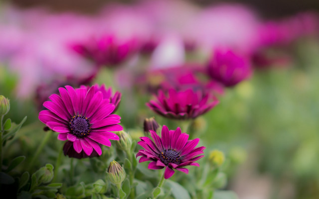 Pink flower field bokeh leaves free wallpaper for desktop - medium preview image