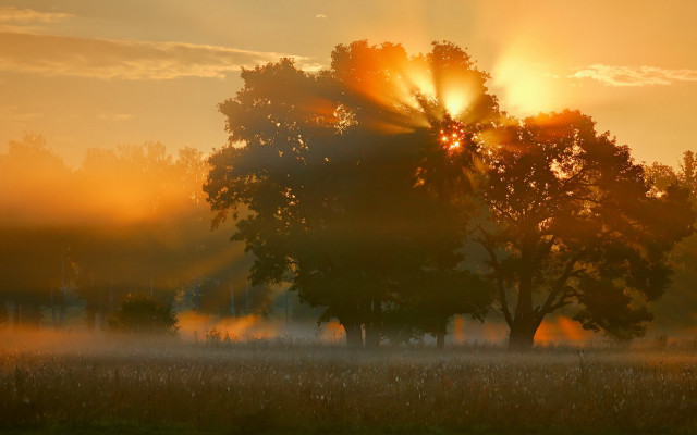 Sunrise foggy field tree sunbeams free wallpaper for desktop - medium preview image