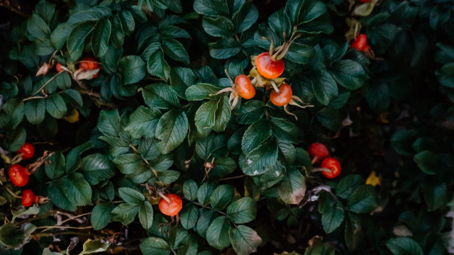 Bush berries leaves puzzle plant free wallpaper for desktop - medium preview image
