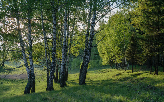 Grassy field trees dirt path free wallpaper for desktop - medium preview image
