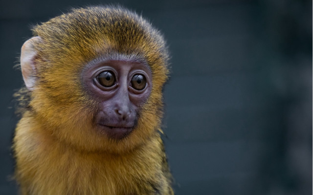 Small monkey long nose portrait free wallpaper for desktop - medium preview image