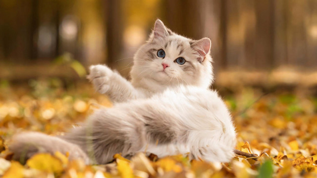 Cat leaves autumn bokeh fire free wallpaper for desktop - medium preview image