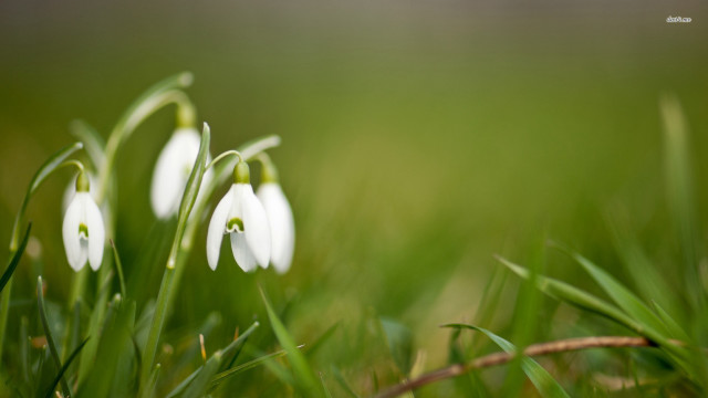 White flowers green field blurry free wallpaper for desktop - medium preview image
