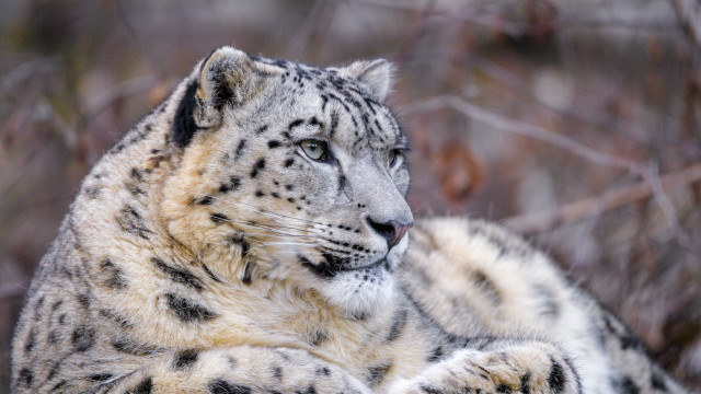 Snow leopard laying in snow free wallpaper for desktop - medium preview image
