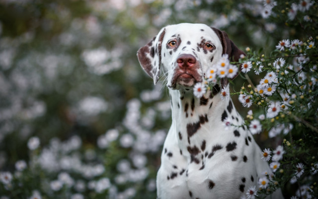 Dalmatian daisy field bokeh outdoors free wallpaper for desktop - medium preview image