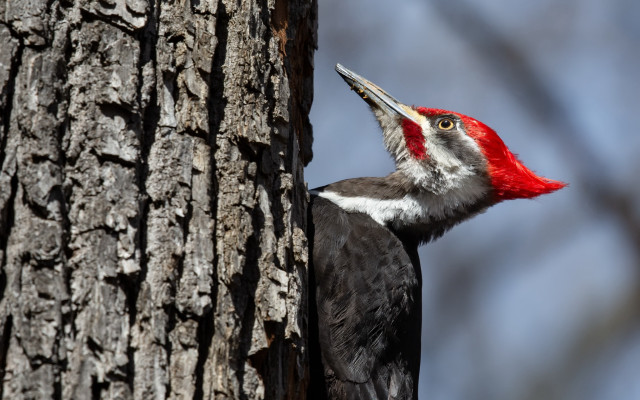 Red headed black bird tree free wallpaper for desktop - medium preview image