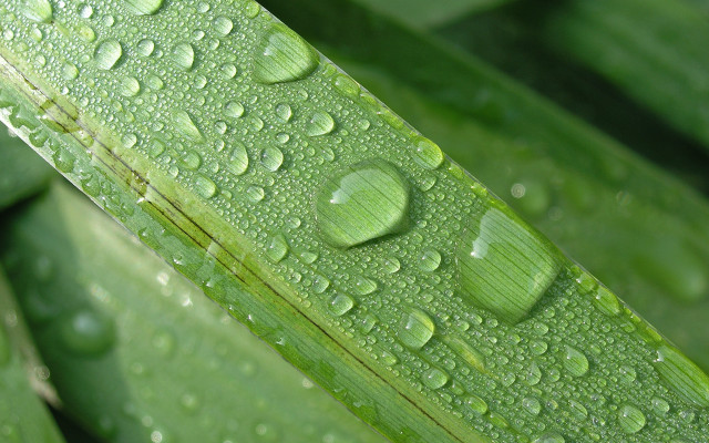 Green plant water droplets macro #17 free wallpaper for desktop - medium preview image