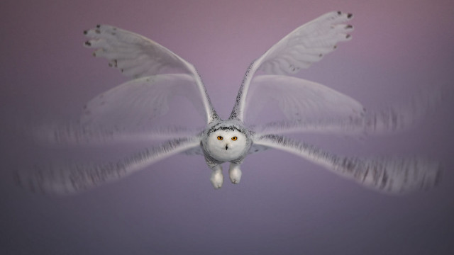 White owl flying purple background free wallpaper for desktop - medium preview image