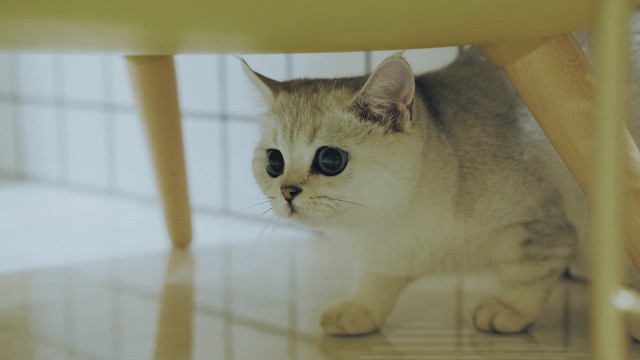 Sad cat under table big free wallpaper for desktop - medium preview image