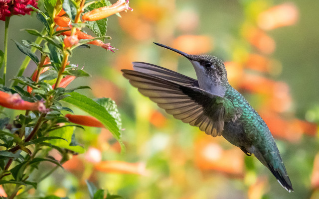 Hummingbird flower garden orange bokeh free wallpaper for desktop - medium preview image