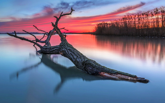 Tree water shore sunset pink free wallpaper for desktop - medium preview image