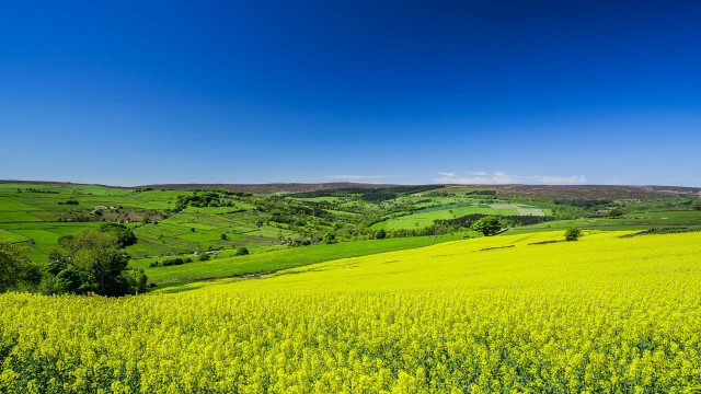 Green field blue sky trees #3 free wallpaper for desktop - medium preview image