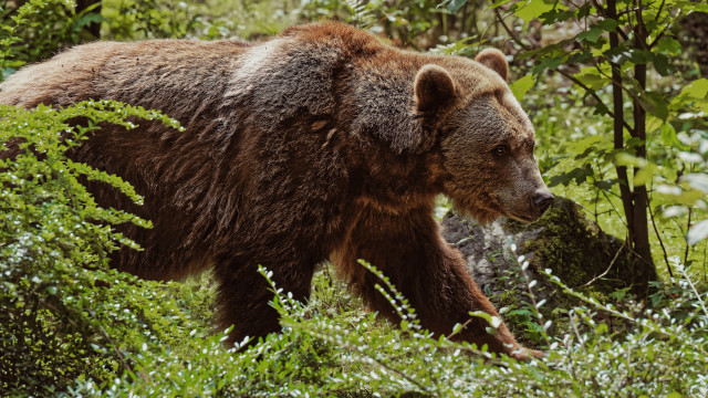 Brown bear forest puzzle nature free wallpaper for desktop - medium preview image