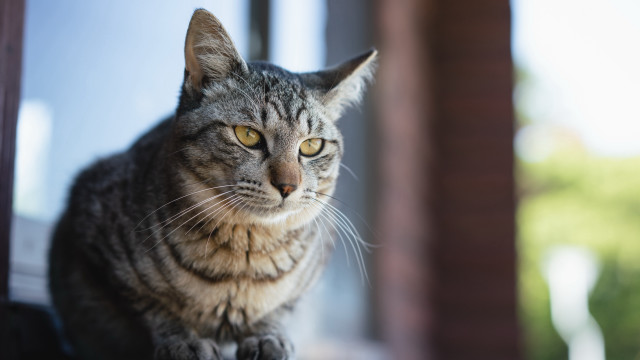 Serious cat window sill yellow free wallpaper for desktop - medium preview image