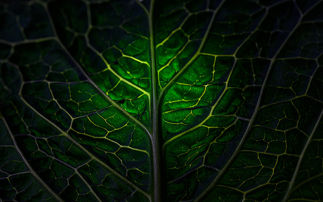 Green leaf macro photography environmental free wallpaper for desktop - medium preview image