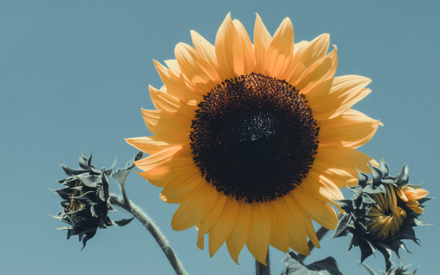 Large sunflower blue sky leaves free wallpaper for desktop - medium preview image
