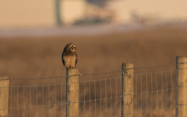 Small owl fence post field free wallpaper for desktop - medium preview image