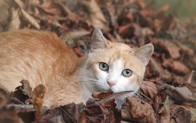 Cat green eyes leaves woods free wallpaper for desktop - medium preview image