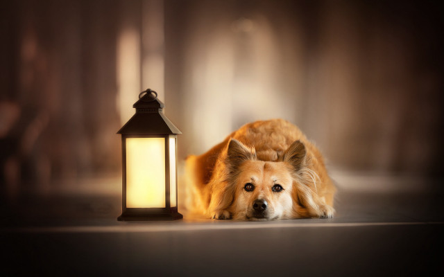 Shiba inu dog laying lantern free wallpaper for desktop - medium preview image