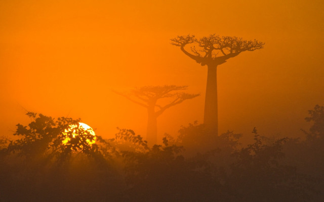 Foggy sky trees sunset fire free wallpaper for desktop - medium preview image