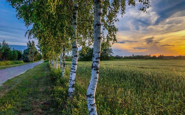 Sunset road field trees clouds #3 free wallpaper for desktop - medium preview image
