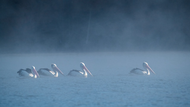 Pelicans lake foggy day camera free wallpaper for desktop - medium preview image