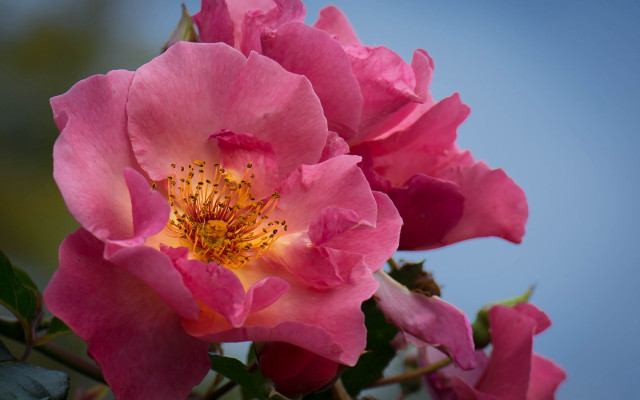 Pink flower yellow center roses free wallpaper for desktop - medium preview image