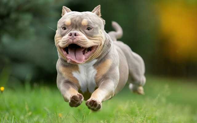 Dog running grass outdoor nature free wallpaper for desktop - medium preview image