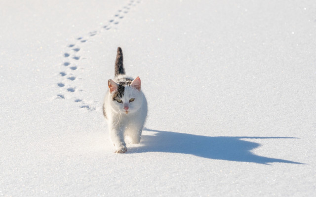 Cat snow pawprint minimalism beach free wallpaper for desktop - medium preview image