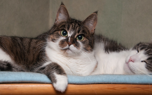 Cat blue blanket green wall free wallpaper for desktop - medium preview image