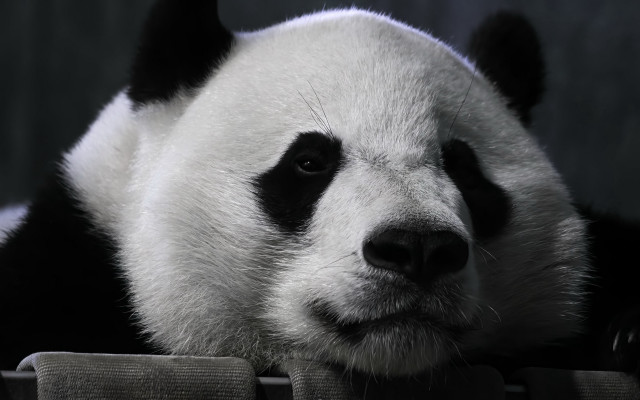 Panda sad portrait blackandwhite animal free wallpaper for desktop - medium preview image
