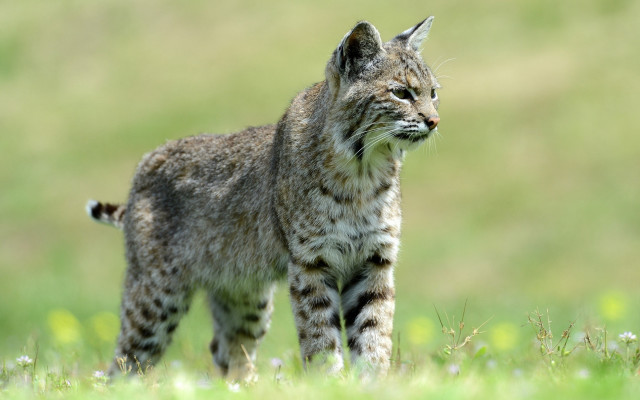 Small cat field grass flowers free wallpaper for desktop - medium preview image