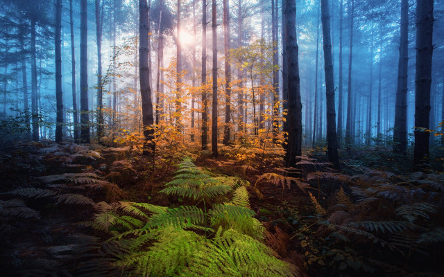 Forest path sunshine magic realism free wallpaper for desktop - medium preview image