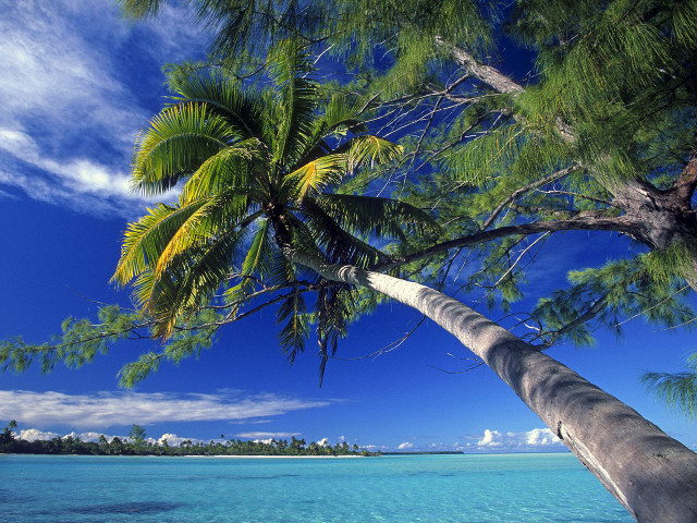 Palm tree water beach blue free wallpaper for desktop - medium preview image