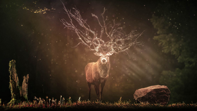 Deer forest antlers rock magic free wallpaper for desktop - medium preview image