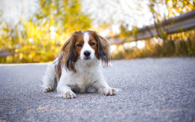 Dog road trees fence bokeh free wallpaper for desktop - medium preview image