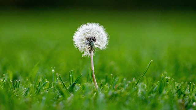 Dandelion grass field deep depth free wallpaper for desktop - medium preview image
