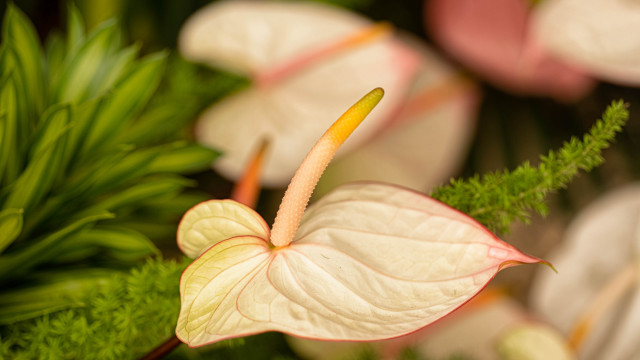 White flower green background macro free wallpaper for desktop - medium preview image
