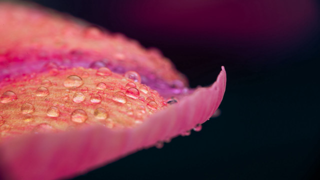 Flower water droplets pink bud free wallpaper for desktop - medium preview image