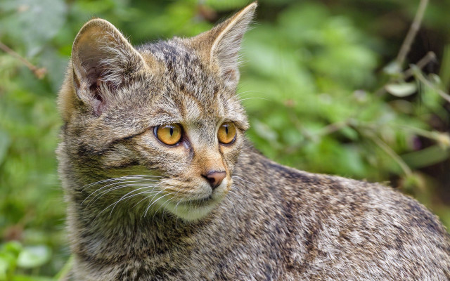 Yellow eye cat nature blurry free wallpaper for desktop - medium preview image