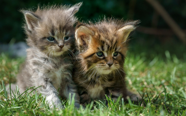 Kittens grass animals blurry background free wallpaper for desktop - medium preview image