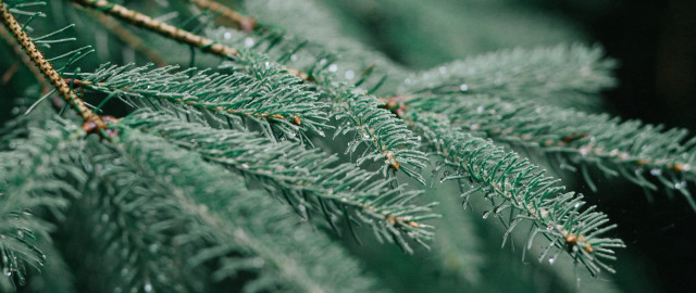 Pine needle macro blurry background free wallpaper for desktop - medium preview image