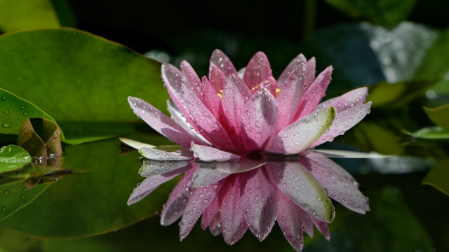 Pink lily water droplets macro free wallpaper for desktop - medium preview image