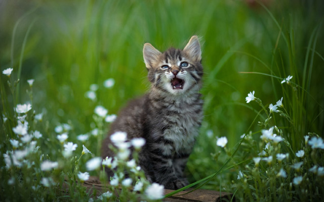 Kitten yawning in grass blurry free wallpaper for desktop - medium preview image