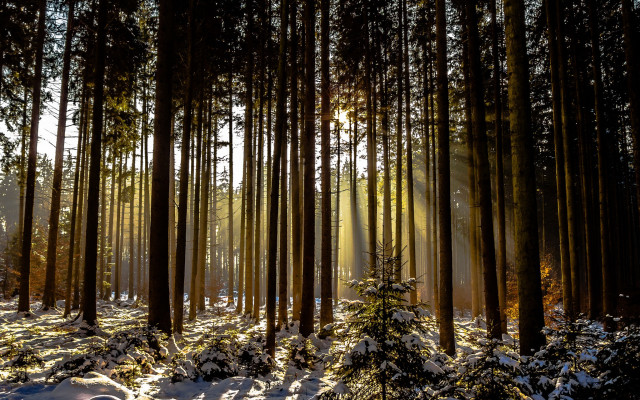 Forest snow light rays starry free wallpaper for desktop - medium preview image